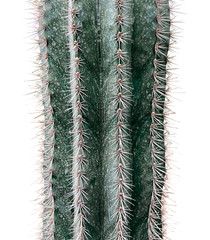 kaktus cactus green stachelig botanik wüstenpflanze
