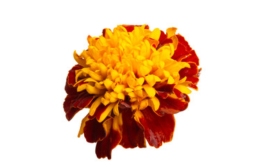 marigolds isolated