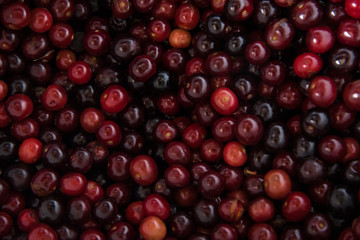 Capulin fruit, In Mexico, the tree blooms from January to March and the fruits ripen in July and August.