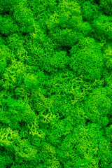 Beautiful background of green moss