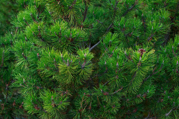 Background of fir branches