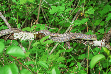 In the undergrowth of the Bugey forests