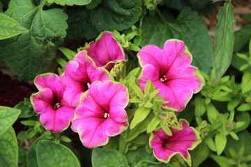 Naklejka premium FLORES COR DE ROSA