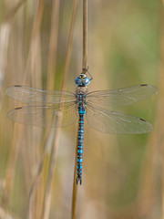 Aeshna affinis, the southern migrant hawker or blue-eyed hawker, is a dragonfly in the family Aeshnidae. Southern migrant hawker dragonfly - Aeshna affinis - male.