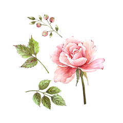 watercolor set of rose flower with green leaves close-up on a white background