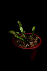 carnivorous plants on black background