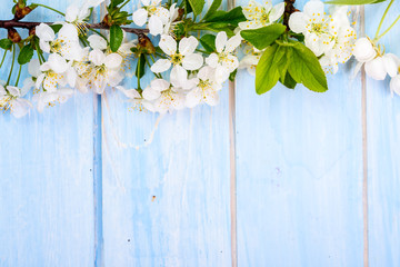 Cherry flower on blue  wooden background, .spring background; top view