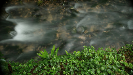 In the undergrowth of the Bugey forests
