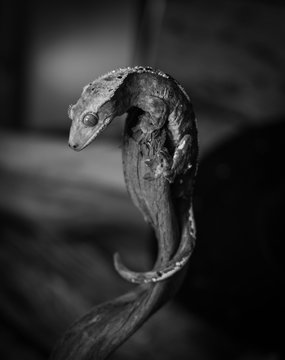 gecko 