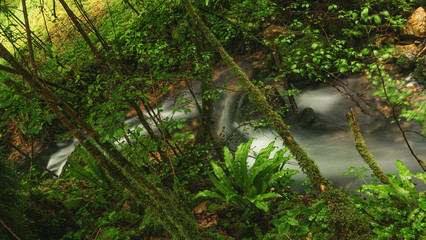 In the undergrowth of the Bugey forests