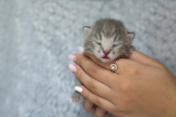  Newborn kitten in the hands of a girl.