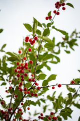 Cherries in the tree