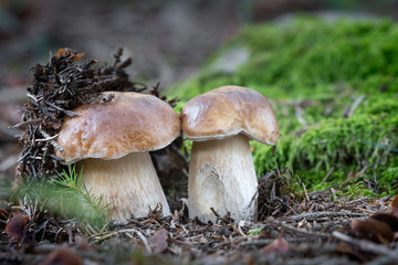 Edible mushroom Boletus edulis