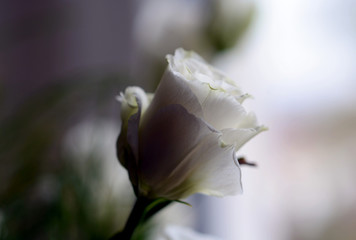 Weiße Lysanthusblüte