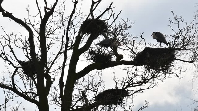 Grey herons (Ardea cinerea) breeding on nests in tree at heronry / heron rookery silhouetted against orange sky at sunset in spring