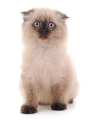 Obraz premium Jeden mały kotek.