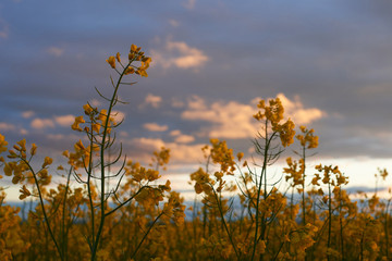 beautiful sunset - rapeseed flower closeup, bright springtime landscape, dark sky, clouds and sunlight