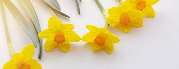 Fototapeta na wymiar Fresh cutted yellow blooming daffodils on beige background with copy space, banner