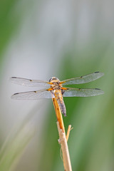 The four-spotted chaser (Libellula quadrimaculata), known in North America as the four-spotted skimmer, is a dragonfly of the family Libellulidae.
