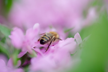 Honey bee collects nectar and pollen from Phlox subulata, creeping phlox, moss phlox, moss pink, or mountain phlox. Honey plant in summer on alpine flowerbed. Selective focus.