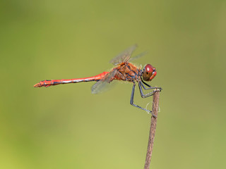The four-spotted chaser (Libellula quadrimaculata), known in North America as the four-spotted skimmer, is a dragonfly of the family Libellulidae 