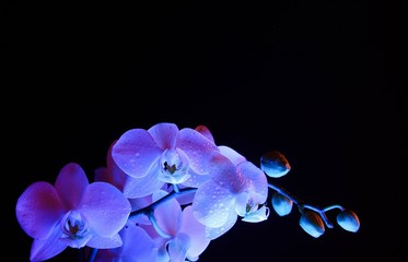 Fototapeta na wymiar Studio shot close up of blue isolated illuminated glowing white orchid flower with buds, black dark background
