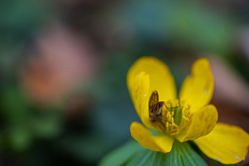 early winter aconite in the wood