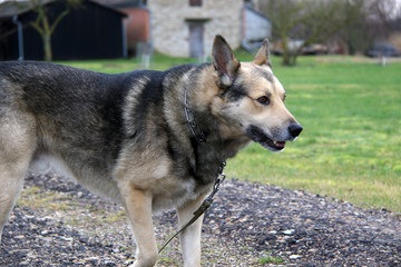 portrait of brown black dog