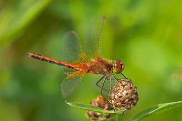 The four-spotted chaser (Libellula quadrimaculata), known in North America as the four-spotted skimmer, is a dragonfly of the family Libellulidae 