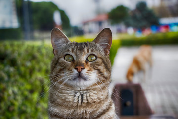 Naklejka na ściany i meble photo of a cute cat in the park and a dog in the background