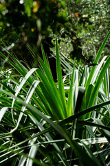 Obraz premium multiple textures green plants