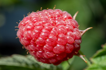 Raspberry