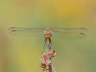 The four-spotted chaser (Libellula quadrimaculata), known in North America as the four-spotted skimmer, is a dragonfly of the family Libellulidae 