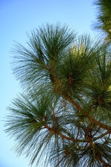 Fototapeta na wymiar Soft long green needles of Canary pine tree close up