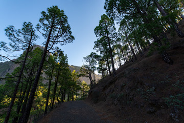 Scenic view on Caldera de Taburiente with green pine forest, ravines and rocky mountains near viewpoint Cumbrecita, La Palma, Canary islands, Spain