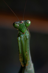 Mantes religiosa, Gottesanbeterin