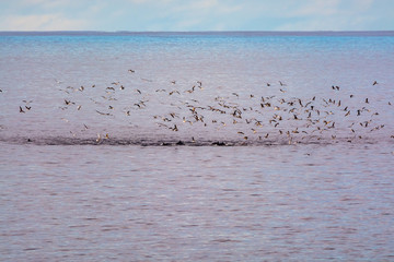 Watching flock of dolfins and many seagulls, coastline of La Palma island, Canary, Spain