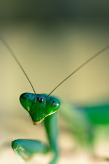 Mantes religiosa, Gottesanbeterin