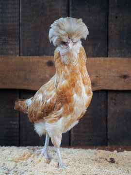 Portrait of a proud chicken with a plumage cap on its head