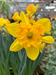 Fototapeta premium A lone yellow daffodil, on a blurry background
