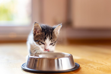 Kitten licking baby cat formula
