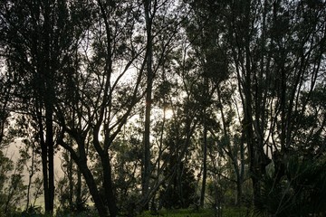 tramonto attraverso alberi