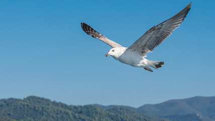 Fototapeta na wymiar White sea gull flying in the blue sunny sky over the coast of the sea