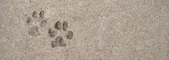 imprint of dog paws on concrete