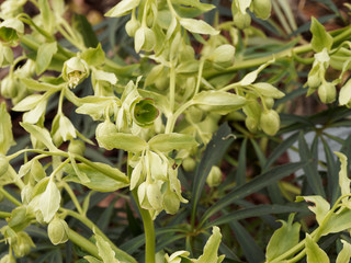 (Helleborus foetidus) Stinkende Nieswurz. Dekorative Winterhart und grüngelb Wildstaude im Garten mit Glockenförmige Blüten