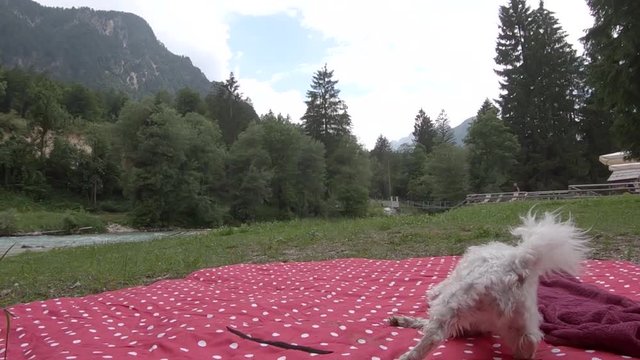 Slow motion small cute adorable Maltese dog drying itself on red dot blanket after swimming in river