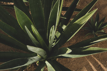 Mexican green Agave plant detail close up, top view 