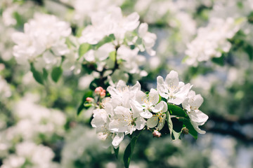 Blooming white apple tree branches in spring