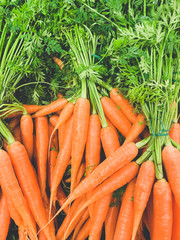 Fresh carrots with green