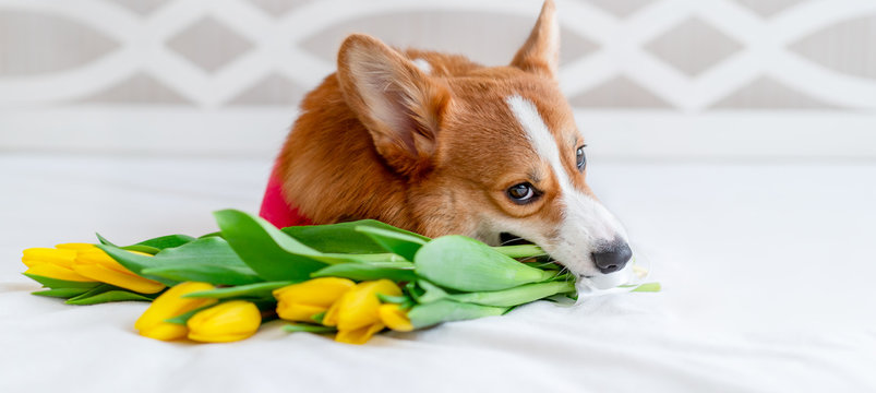 Cute corgi dog in stylish red bomber jacket sit near tulip flowers. Concept pet fashion
